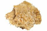 Butterscotch Selenite Crystals - Mt Gunson, Australia #239501-2